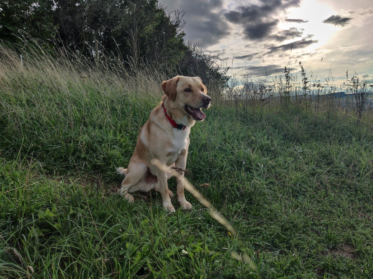 DeankoGolden's tweet photo. #dogwalking #doglovers #DogsAreFamily #chillout #loveislife https://t.co/pMYsJLMkQw