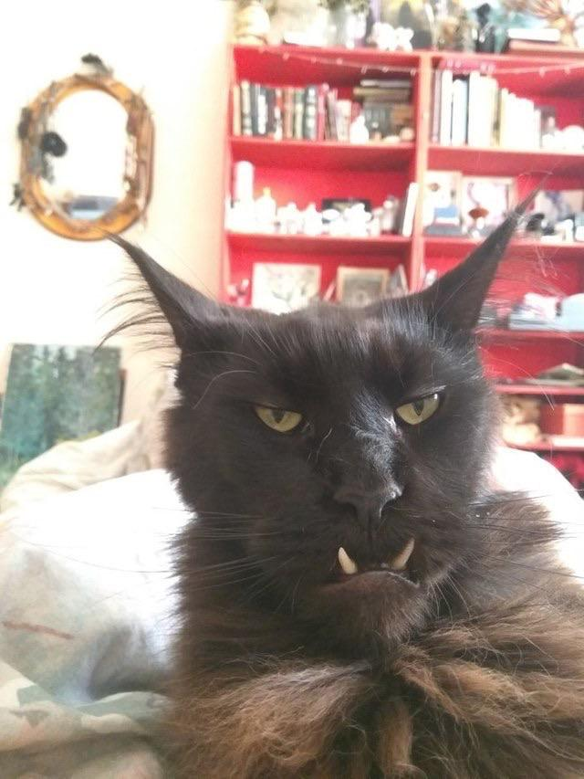 tooangery's tweet photo. https://t.co/mg7wcCd6X4