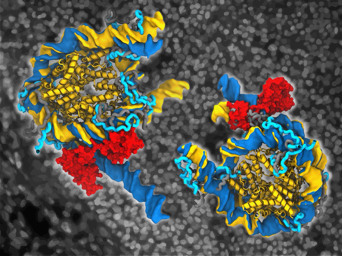 Congrats 🎉 to Vlad from @cojocarulab and the team with @janhuemar and @seemaccarthy! Read the press release here: s.gwdg.de/LGl8lL