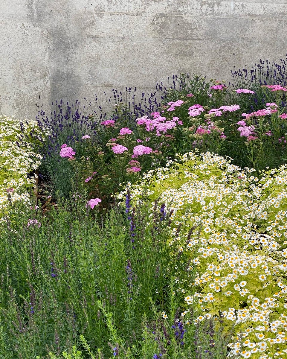 wrightarb's tweet photo. Come see our work at the London Cancer Hub Innovation Gateway. Thrilled to be part of the landscape scheme for Europe's largest oncology district 
https://t.co/5rMIDecQHU 
See our designs and planters featuring medicinal plants https://t.co/WoJFhb6Jhr
 #londoncancerhub https://t.co/p6byNYxiQW
