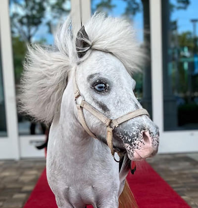 spavianaples's tweet photo. Just a week left to stop in and help us support Naples Therapeutic Riding Center for Spavia Cares Month.   #naturalhealth #naturalwellness #holisticlifestyle #holisticmassage #healthyroutines #healyourself https://t.co/u7ZqESNZIR