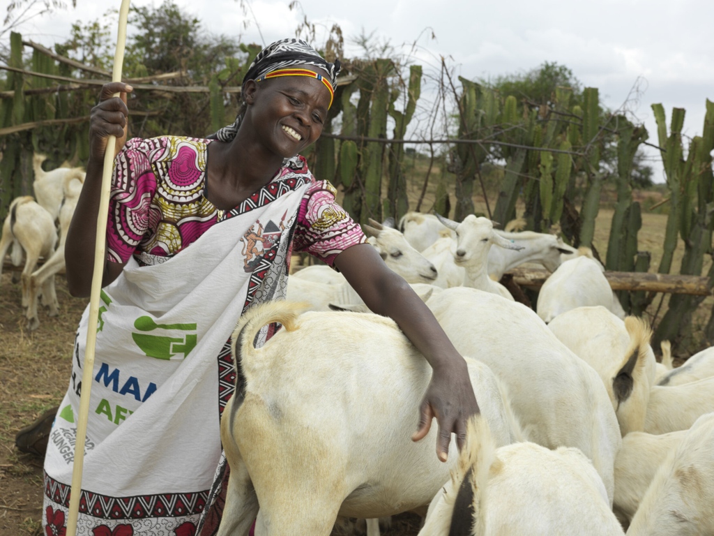 fairplanet's tweet photo. Women in a Kenyan village found an unusual way to achieve climate resilience &amp; defy gender norms while they're at it.

Full opinion piece by Lucas Matete of @ACFinKenya https://t.co/LfLPT44H6c

cc @acfusa

#climatechange #globalwarming #livestock #Kapkitony #foodsecurity #Africa https://t.co/6ibX5gsXxL