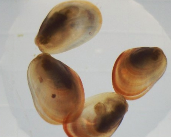 IPacuicultura's tweet photo. El proyecto #MusselGO confirma la viabilidad de producir semilla de #mejillón de calidad en criadero y lista para su engorde en batea https://t.co/W7cRf0r9jg https://t.co/Q9iEYh1fKr