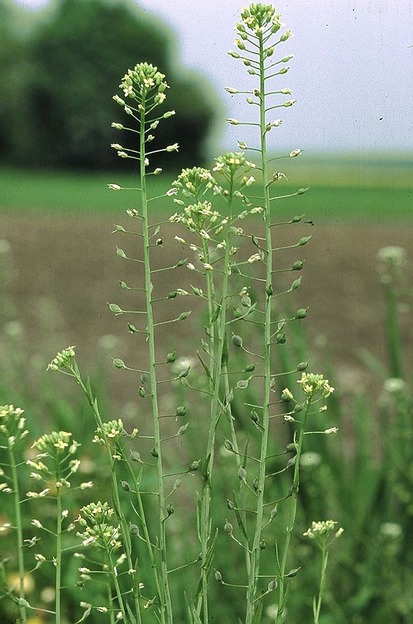 journal_animal's tweet photo. The amino acid profile of 🌾Camelina sativa #seeds  correlates with the strongest #immune  response in #Dairy  #ewes 🐑 (C.Christodoulou et al) https://t.co/mCRyZNdOrG
@ElsevierVetNews @INRAE_DPT_PHASE @BSAS_org @EAAPofficial https://t.co/2ITqcSzPnF