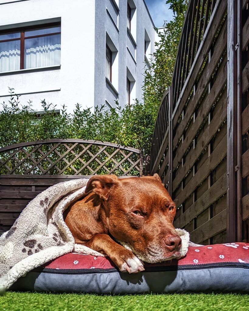 sle3va's tweet photo. - Tu się nie ma z czego śmiać, Padre. Idzie jesień. Jesień idzie, nie ma na to rady.
#pitbull #rednose #Hacker #pitboy #potduke #księciunio #gardening #wogródku #OstatniePodrygiSłonka #UnderBlanket https://t.co/wUK4KxJpSF https://t.co/Vuf4eN5REJ
