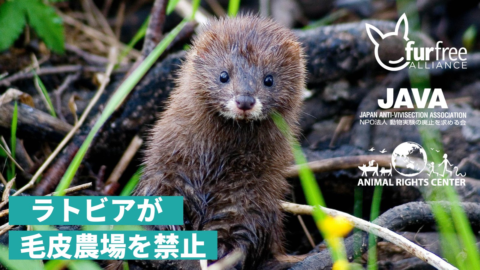 金魚の平平平平 Kingyo1hirabei Twitter
