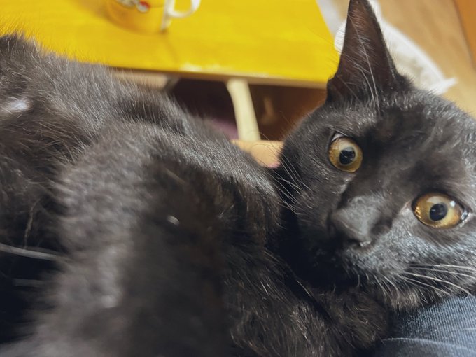 抱っこし始めたときのネコチャン(あったかい)とその1分後のネコチャン(超あったかい) 