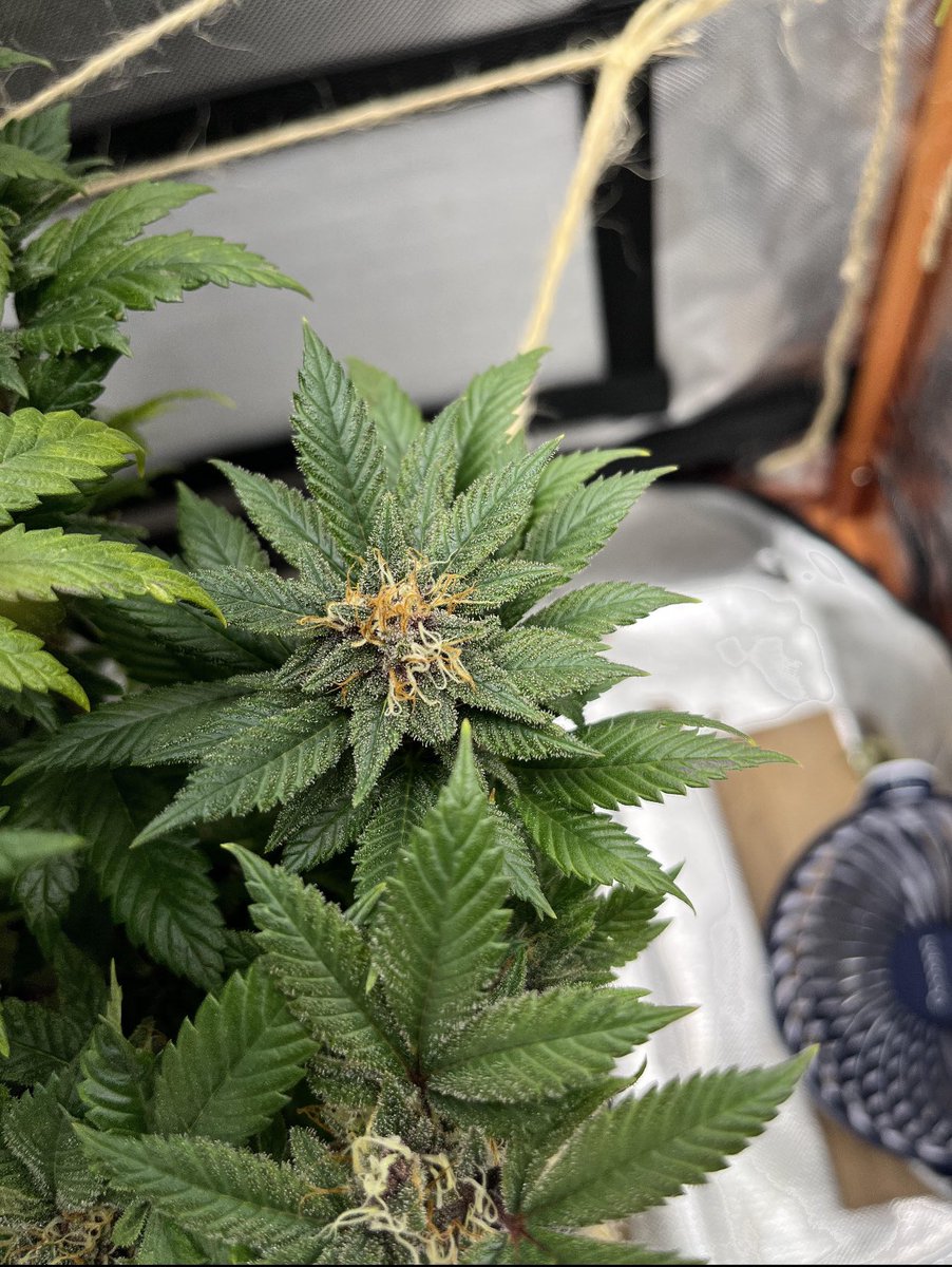 EmmaEdibles's tweet photo. Sour diesel 
Growing stages. What are you opinions ? https://t.co/lno6mHeoj5