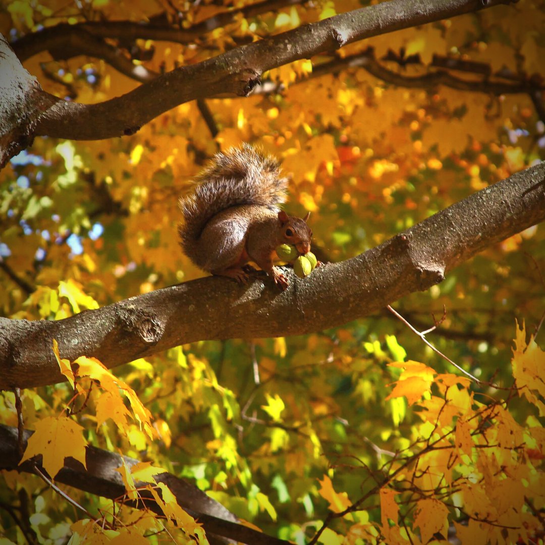 ETSU National Alumni Association tweet media