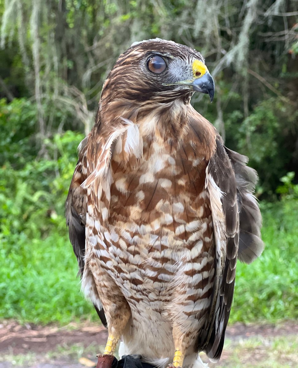 BuschWildlife's tweet photo. Don't miss out on our weekly programs! Hunters of the Sky is at 12:30PM and Wildlife Encounters are at 3PM!
#broadwingedhawk #birdofprey #hawks #buschwildlifesanctuary #wildliferehab #wildlifeconservation https://t.co/KNmtgpq2Q2