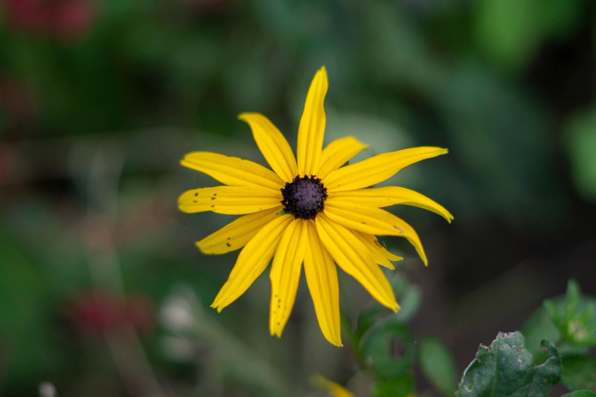 DorteHedengran's tweet photo. A beautiful flower🌼in the evening sun☀️
#Denmark #NaturePhotography #SonyAlpha #photooftheday #September22th #Thursdayvibes #Thursdaymood #Thursday #Flowers
📸Dorte Hedengran https://t.co/IEXKKh4ipw