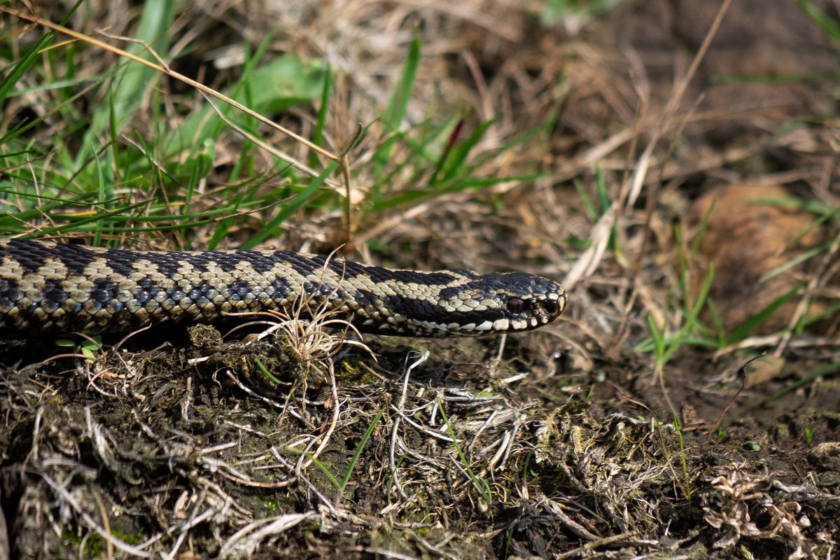 These fantastic photos were taken near Hadrian's wall by <a href="/TalesofaWildGuy/">Richard Guy</a> 

The adder is a relatively small, stocky snake that prefers woodland, heathland and moorland habitats. The adder is the only venomous snake we have! 🐍

📸: Richard Guy