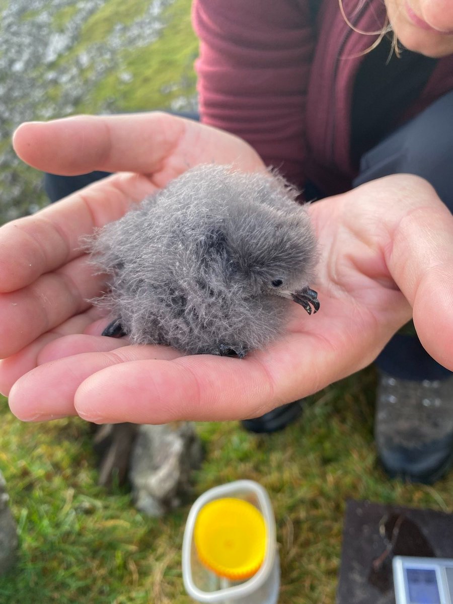 After a few days of rainy weather on the #Faroes, @annaznoj and I went to check on our #stormpetrel chicks again and they were doing quite well! #TeamStormie #Seabirds @bardseyben @HannahHereward @RobThomas14 @sjurdur @laurenevans217
