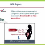 Image for the Tweet beginning: #BPA #BPS - "Developing organisms