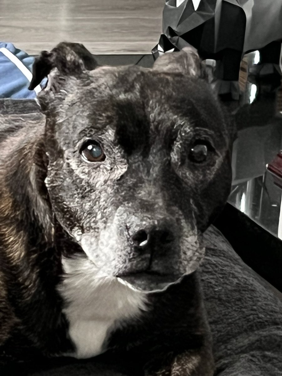 Little old lady has been given it big grumps today… it’s raining so no outing on her wheels until it dries up! #Staffie #SeniorStaffie #XenaAndHerWheels oxo