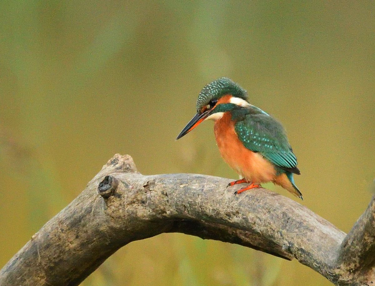 Queenfisher. Only one species of Kingfisher breeds in Europe, 'Alcedo atthis'. There are 87 species worldwide, the largest is Australia's kookaburra, smallest is the oriental dwarf kingfisher. Most of the world’s kingfishers don’t eat fish and rarely go near water. #birds #nature