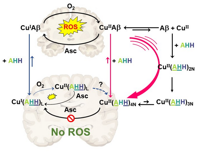 Alzheimer, Amyloids and Bioinorganic Chemistry tweet media