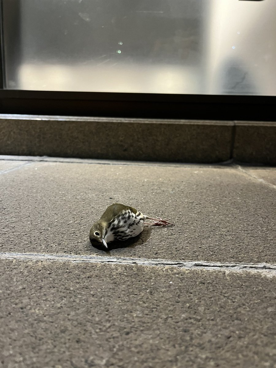 LightsOutBalt's tweet photo. Another night of migration and another number of birds dying unnecessarily thanks to poor lighting choices and untreated window glass. We can and must do better to make Baltimore and beyond sustainable! #turnthelightsout #treatyourglass #charmcity https://t.co/UjJWk2KTX3