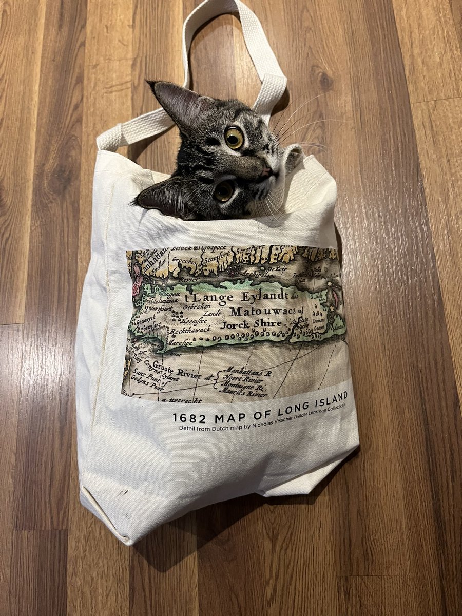 koa_mano's tweet photo. Hey, @Gilder_Lehrman, my furry #Teachers assistant wants to learn more about #History. She wants to learn about famous #cats in America. #CatsOfTwitter #teachertwitter https://t.co/J5F2JGLCNJ