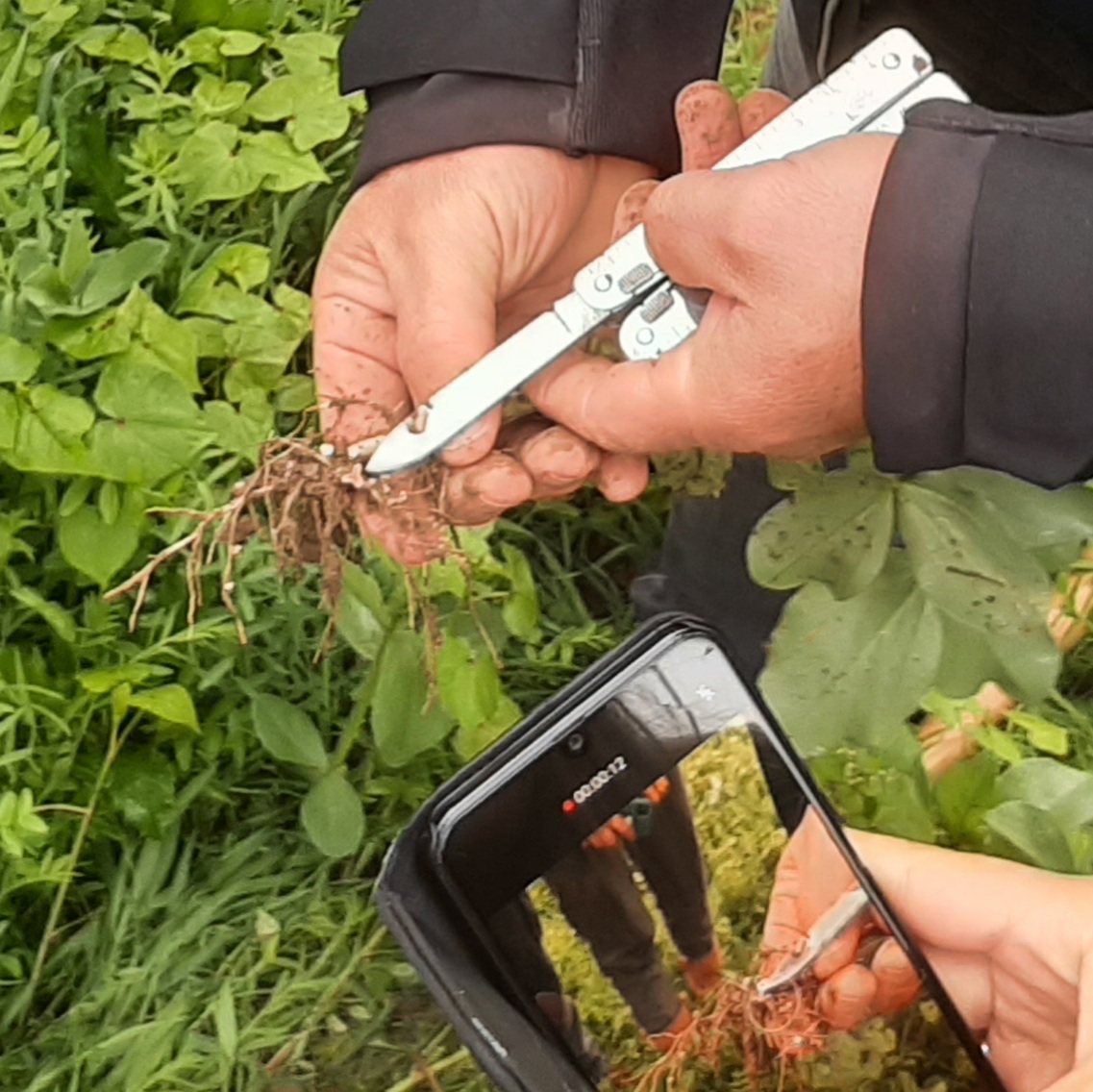 Global Network of Lighthouse Farms tweet media