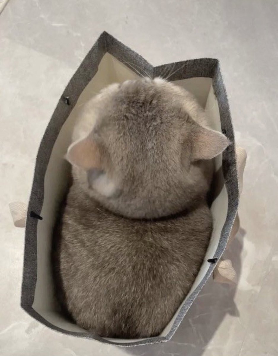 紙袋ピッタリの大きさな猫さん、可愛すぎるだろ… 