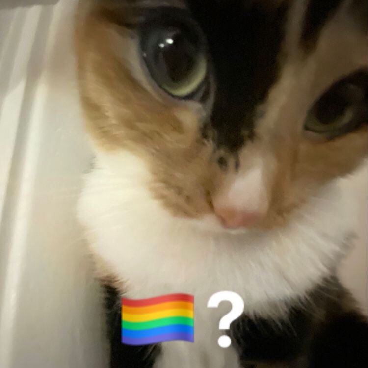 Iitchiee's tweet photo. gay ! https://t.co/rIfqc260ux