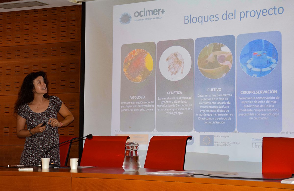 CIM_Uvigo's tweet photo. 📌 O estudo acadou importantes avances en criopreservación, cultivos, xenética e parasitoloxía que axudarán á xestión pesqueira deste recurso.
 
Máis ℹ️ https://t.co/WhyvkP5j59

#ourizodemar #cultivo #criopreservación #conservación @CIM_Uvigo @uvigo #FEDER #FEDERGalicia https://t.co/7G9veFEQrp