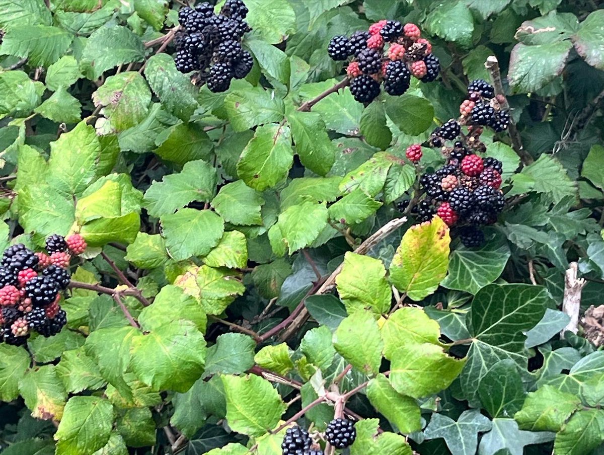 DonegalQuayWest's tweet photo. Isn’t nature fabulous, an abundance of fresh fruit and apples just ripe for harvesting. Going to be a busy weekend in the kitchen #autumnbounty #freshlyforaged #natureslarder https://t.co/vBBszlVWtg