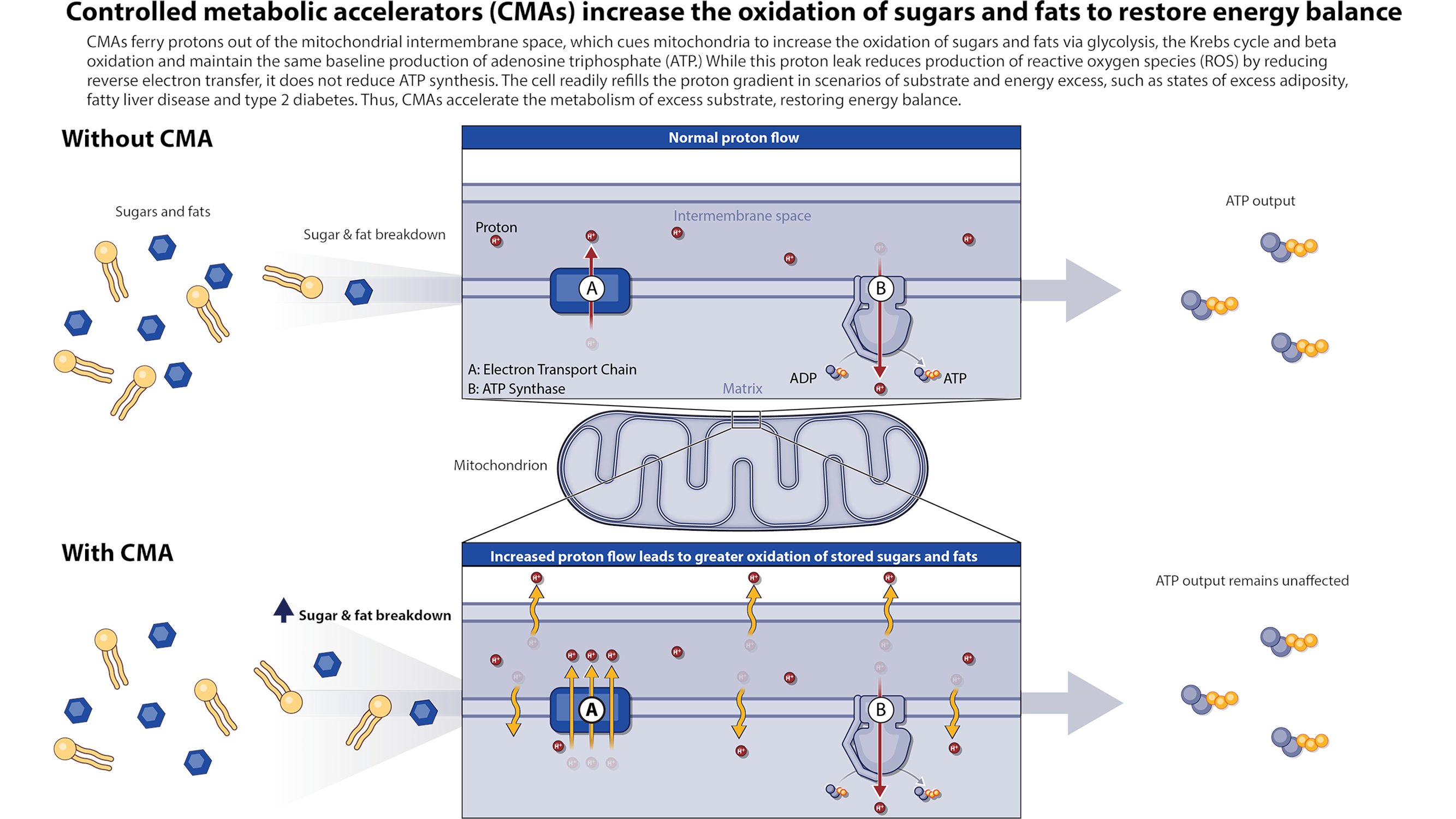 Cmas Practice: Boost Your Results With These Simple Steps - d0shvrg