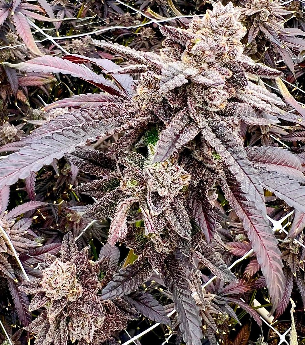 exoticgenetix's tweet photo. Not only is this Cherry Bang Bang going to find it’s way into some amazing homes tonight, but so is the rest of this Red Runtz Reloaded lineup. 9pm PDT on https://t.co/5WijyxTR5F baby… it’s going down!!! #cherrybangbang ( #cherrycosmo x #redruntz ) #exoticgenetix #itsalifestyle https://t.co/LTdD7aD9om