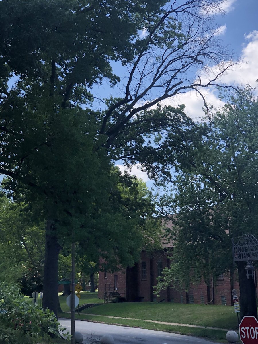 ComptonHeights's tweet photo. @stlcsb two trees with dead portion over traffic on Compton that loose limbs regularly.  One at 1931 S Compton and the other at 2102 S Compton. Thanks https://t.co/gYcRUPFoek