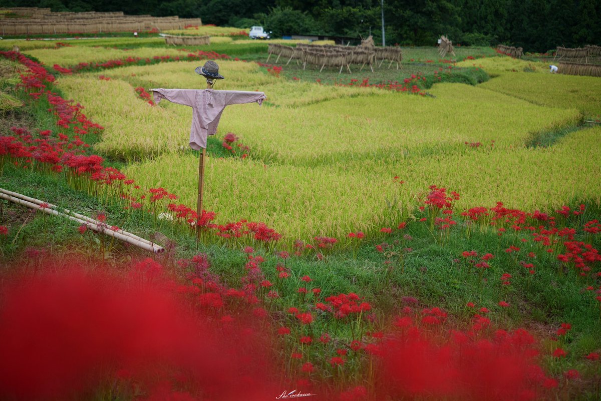 irokawa_sho's tweet photo. 〜美しき棚田の彼岸花〜
埼玉県横瀬町にある寺坂棚田
棚田と彼岸花が秋の訪れを
感じさせてくれるのです
#埼玉県 #横瀬町 #寺坂棚田 #田んぼ
#彼岸花 #武甲山 #田園風景 #稲 #山
#サギ #かかし #稲架掛け #軽トラ
#埼玉は美しい #tcc_clubhouse
#PicMate #Lumix #s1r https://t.co/jbrYLVZ1qp