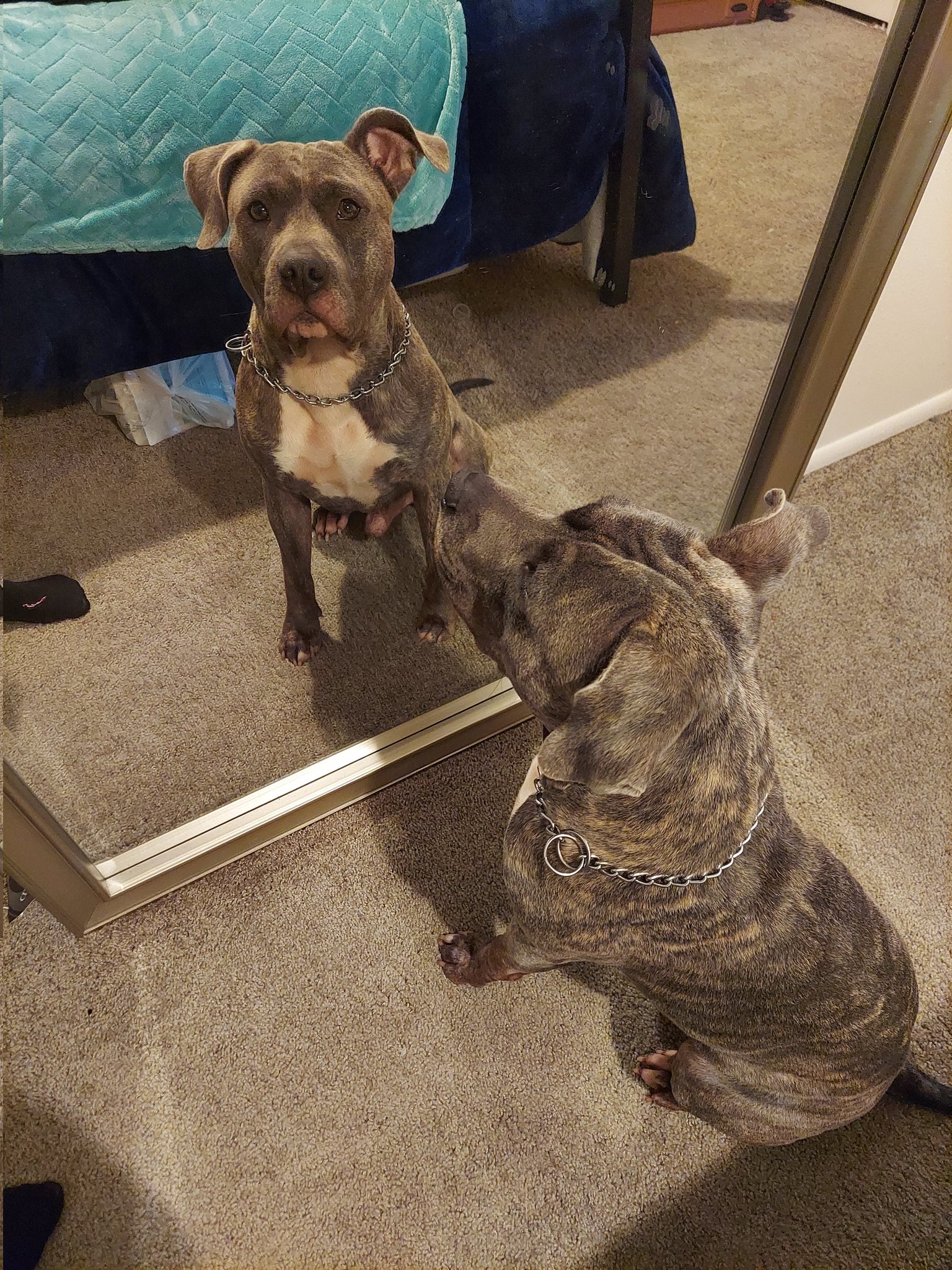Juicy36 on Twitter: "Anyone else have dogs that love mirrors. Lol. Let