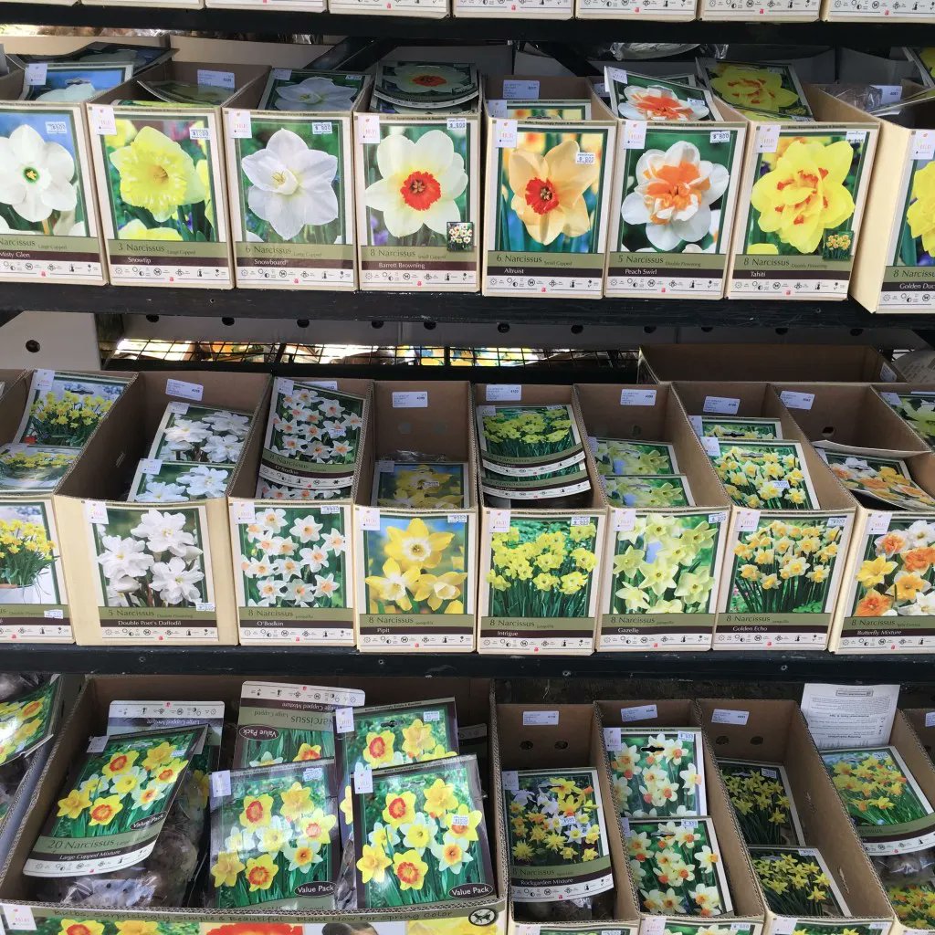 Pegplant's tweet photo. Fall is the time to plant bulbs for spring flowers. Although your nursery will surely have bulbs for sale now, here is a list of online bulb companies for a wider selection of the more unusual #bulbs, #rhizomes, #corms, etc. #gardening #gardens #flowers https://t.co/qKvdjSMlTy https://t.co/1XCZAqyv4D