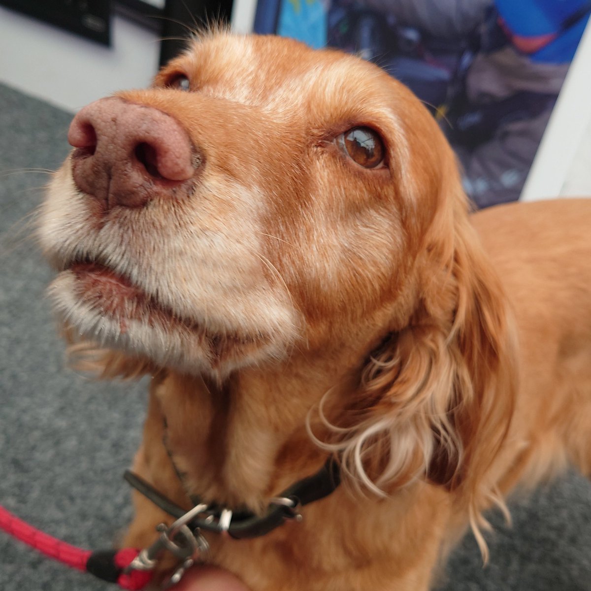 CactusNav's tweet photo. Visit our @SotonBoatShow stand (J417 @ Ocean Hall) to check our amazing deals and say hello to the newest member of the Cactus Sales Team - @DigitalYacht Daffodil! 😍😍😍
#cactusnav #digitalyacht #britishmarine #sales #team #dog #theboatshowsback #SIBS2022 #sbs2022 https://t.co/pSvsJbaa5G