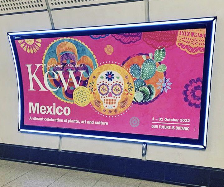 Thrilled to finally share the news about MEXICO FESTIVAL at KEW, the celebration marking the 20th anniversary of 🇲🇽 and @kewgardens most recent collaboration!!! Contemporary art, iconic plant species, food and crafts this autumn. #MexicoInBloom 🌺🌼🌵💀 @Embamexru #MexicoEnKew