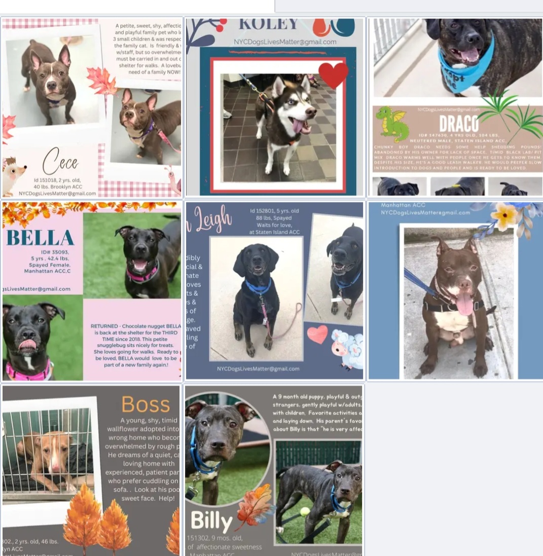 TAV4ACCMedicals's tweet photo. #NYCACC #Pledges
Kill Day 3 hrs
#FostersSaveLives
18🐶for "No Interest"😔
Billy 62
Koley 92
Bella 100
Hudson 155
Cece 162
Draco 170
Randall 198
Ash Leigh 225
Subaru 280
Masamune 293
Pumpkin Spice 318
Prince River 370
Krone 493
Boss 525
Henrietta 569
Ronny 658
Gonzo 639 https://t.co/7wkYV0AFFO