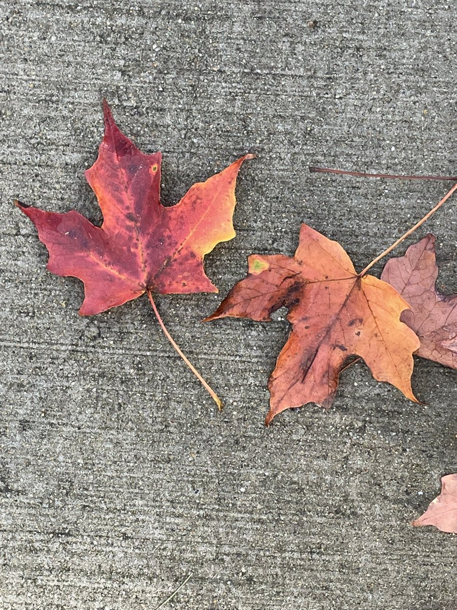 Big Backyard Program (@bbylexma) on Twitter photo Happy Fall!! The autumnal equinox is one of two points in Earth's orbit where the sun creates equal periods of daytime and nighttime across the globe. See what it looks like from space: nyti.ms/2hL6k0p <a href="/LexK5science/">karen mccarthy</a> <a href="/lexingtonsuper/">Dr. Julie Hackett</a> #bbylexma Happy Fall!! The autumnal equinox is one of two points in Earth's orbit where the sun creates equal periods of daytime and nighttime across the globe. See what it looks like from space: nyti.ms/2hL6k0p <a href="/LexK5science/">karen mccarthy</a> <a href="/lexingtonsuper/">Dr. Julie Hackett</a> #bbylexma