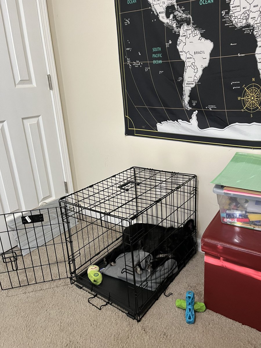 ApolloLovesFun's tweet photo. When you’ve managed to destroy every last bed you ever had. 😩🐶 #apollo #SchnauzerGang #ThursdayThoughts #dogsoftwitter #twitterpup #doglife #terrorizer #chewer #destroyer #puppylpve https://t.co/6N2ronxWNq