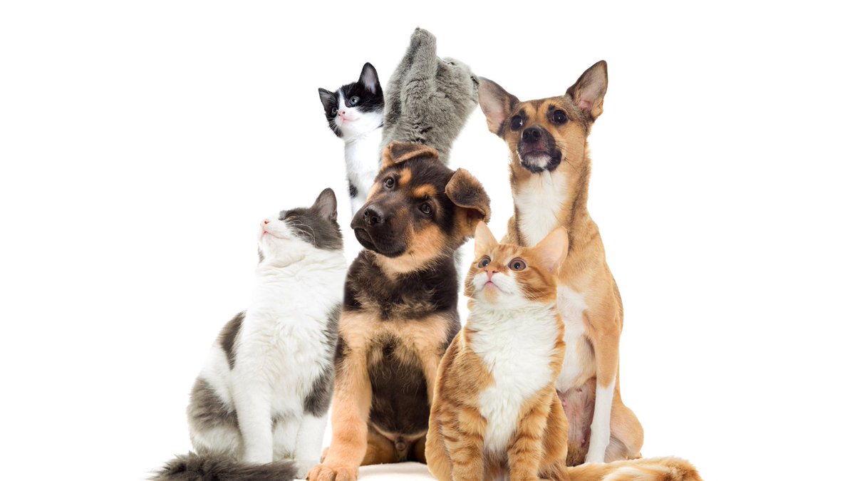 PetfixClub's tweet photo. Are you always looking for answers but don't always have time to go to the vet? Join Petfix Club today and you can ask a vet any question, any time, anywhere! https://t.co/uopojBfUbc #petfixclub #askavet #online @petethevet https://t.co/EQfDhMfgMM