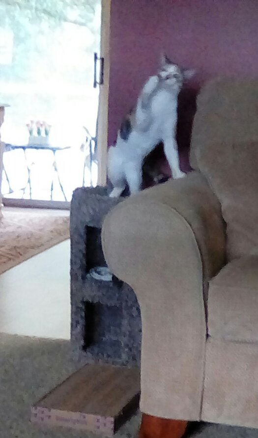 LeeA08061790's tweet photo. Happy #throwbackthursday my furfriends😻💕 hope you have a pawsome day😸❤ this pic makes mom laugh😂😂 I was playing with my #catdad and the #catdancer. #CatsofTwittter #CatsOnTwitter #cats #CuteCats #AdoptDontShop https://t.co/fgPACRvznv