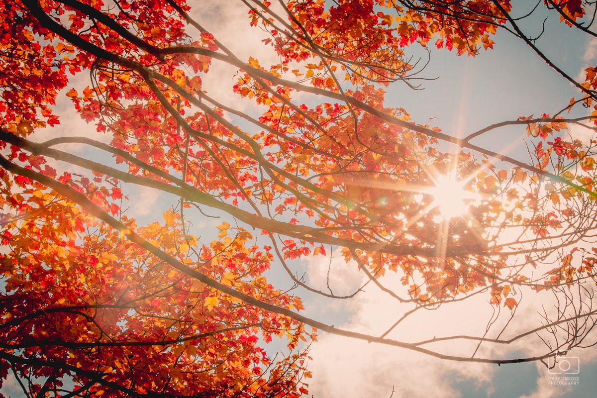 LSchroederPhoto's tweet photo. Happy #AutumnEquinox! The high today in Tucson is 92°, but here’s a dose of #FallColor to help get you in the mood. #FallEquinox #FirstDayOfFall 🍁 https://t.co/RqP66haFfV