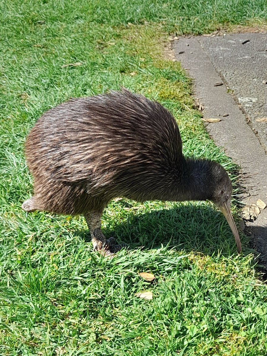 Had a bit of a fan girl moment meeting Sparky the 1 legged kiwi🤩