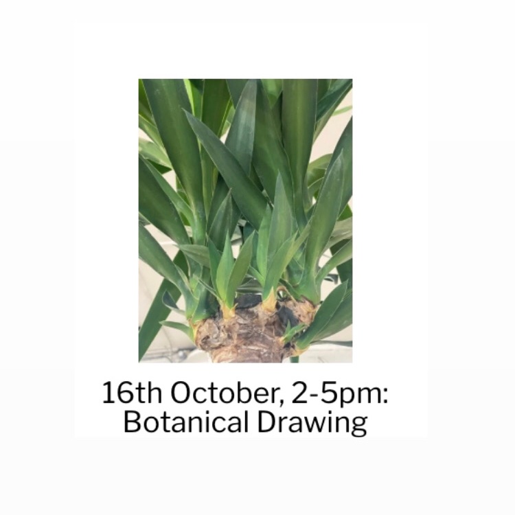 Botanical drawing course with tutor Dolph van Eden
16th October 2-5pm
Zoom: £20
In studio: £30

candidartslondon.com/product/botani…

#botanicaldrawing #drawing #drawingcourse #artcourse #drawingclass #illustration #candidartstrust #islington