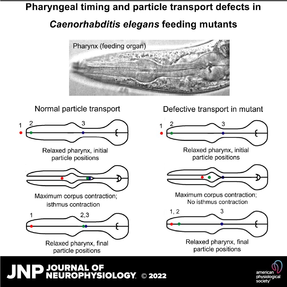 The results of this new research show that multiple deficits in pharyngeal timing or contraction can cause defects in particle transport. 

Take a look today! 
 ow.ly/7gLo50KQooK
<a href="/cfangyen/">Christopher Fang-Yen</a> #neuroscience #pharynx #JNeurophysiol