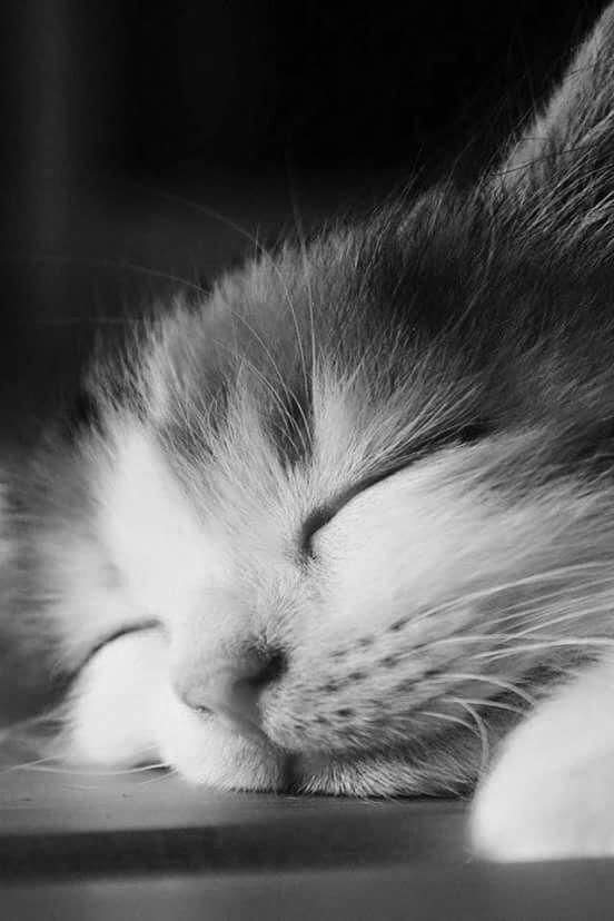 #CatsOfTwitter