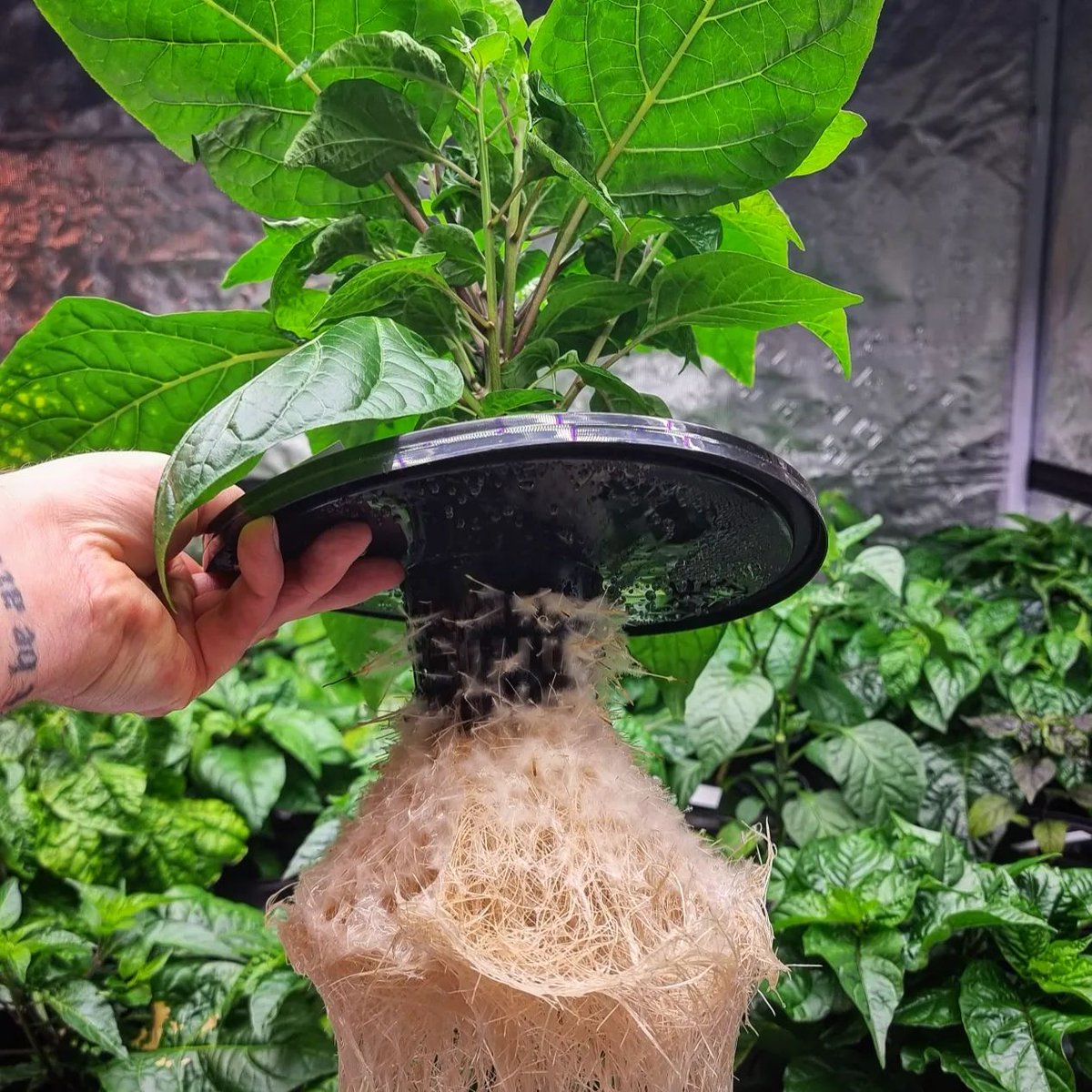 Hot pepper growing in Kratky hydroponics #pepperlover #rootporn #hydro #hotpepper #chili #vestlandchili