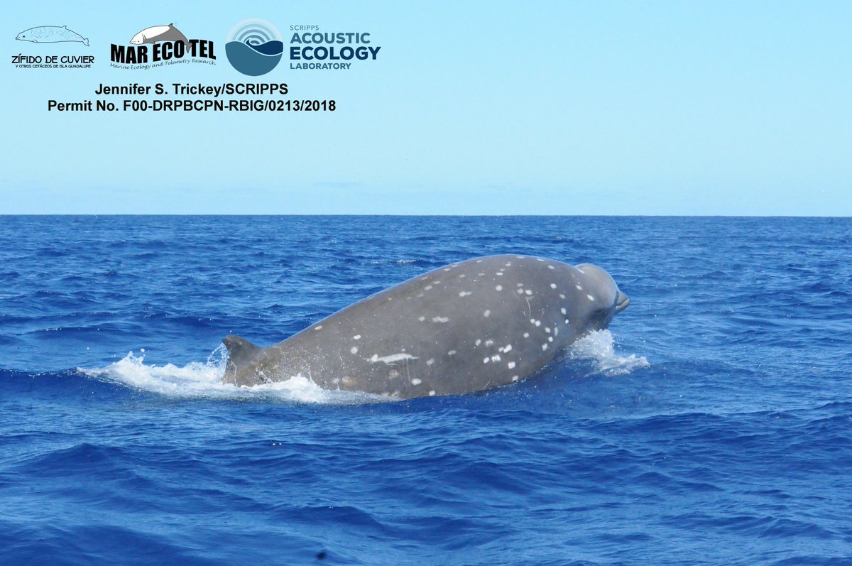 New paper published in Communications Biology on the negative impacts of ultrasonic devices on #Cuvier’sbeakedwhales at Guadalupe Island. You can find the link to the paper on our website.