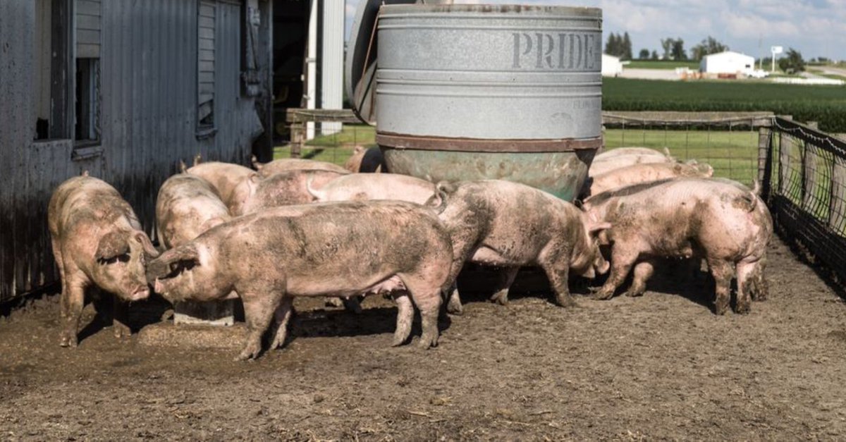 Pork Producers Advised to Lock in Feed Prices as They Forward Contract Hogs The #hog sector is transitioning from tight summer supplies & are in line with the five-year avg. Read more on why #pork producers should lock in feed prices: farms.com/news/pork-prod… #OntAg #AgTwitter