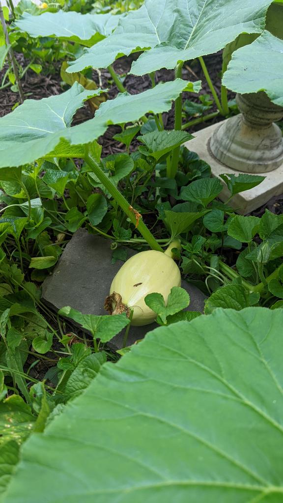 juanluchosi tweet media